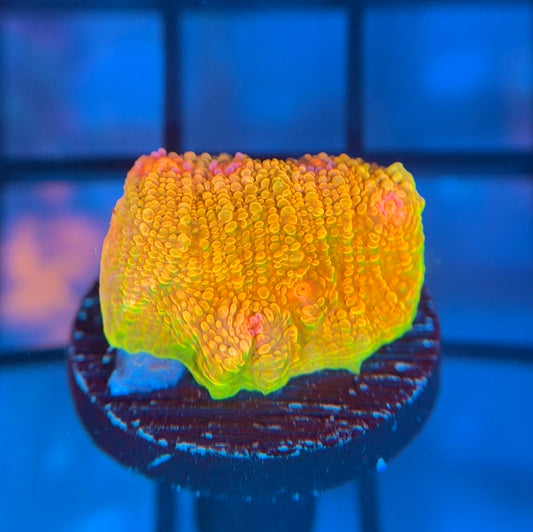 CCA Crayola Meltdown Chalice