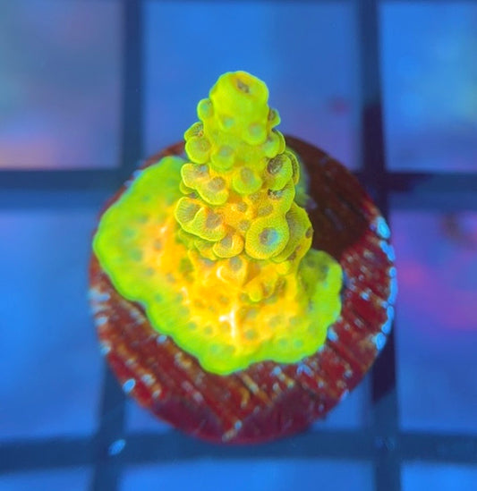 RRC Rainbow Splice Mille