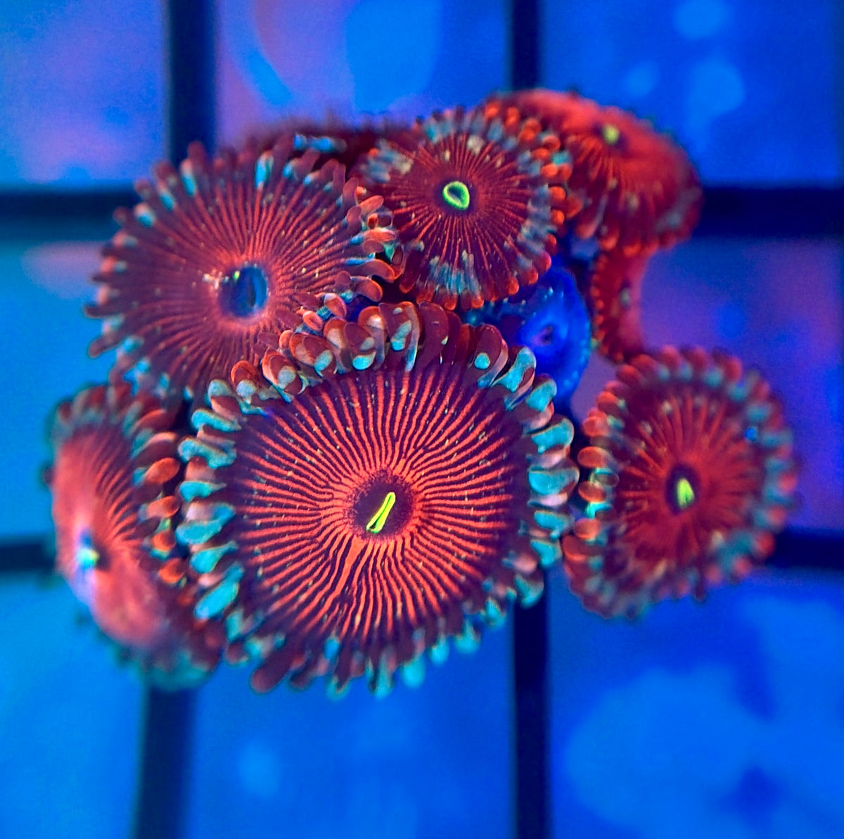 Salted Agave Zoas
