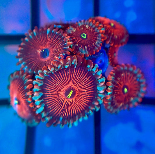 Salted Agave Zoas