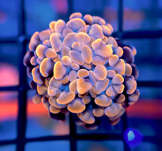 RRG Cinnamon Swirl Hammer