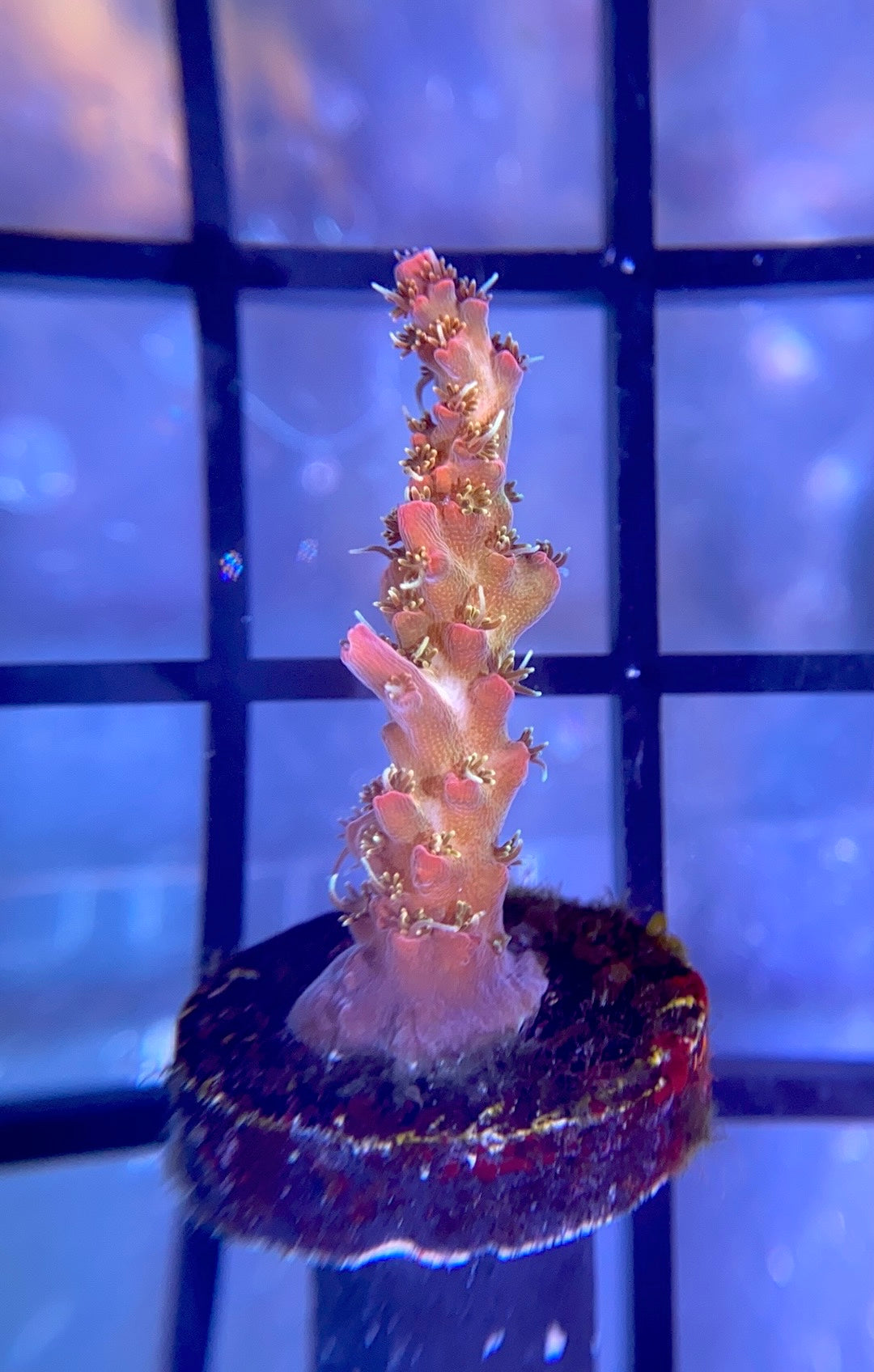 Tyree Pinky the Bear