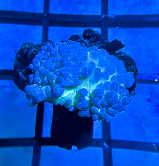 RRG Lemonade Bounce Mushroom