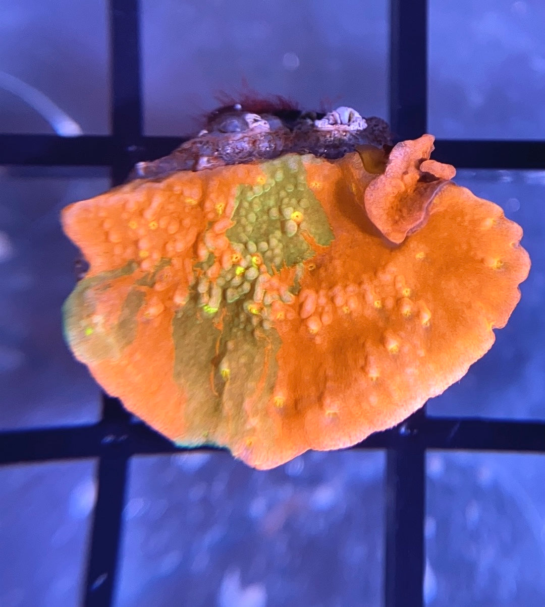 WWC Sunfire Grafted Monti