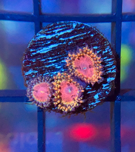 ReefTRD Panty Dropper Zoas