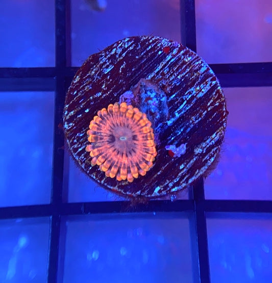 Fairy Fart Zoas