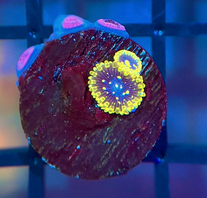 Exosphere Zoas