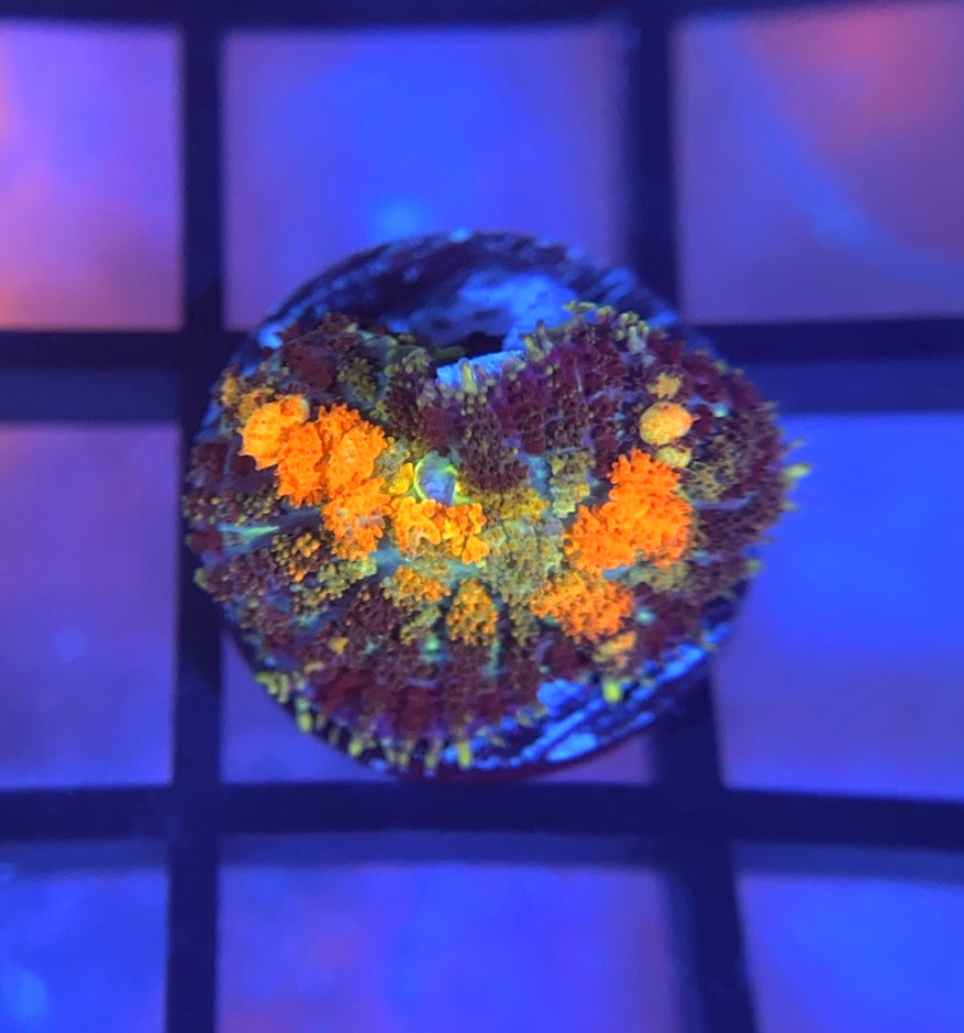 Powerball Bounce Mushroom