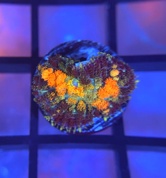 Powerball Bounce Mushroom