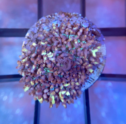 Gummy Bear Bounce Mushroom