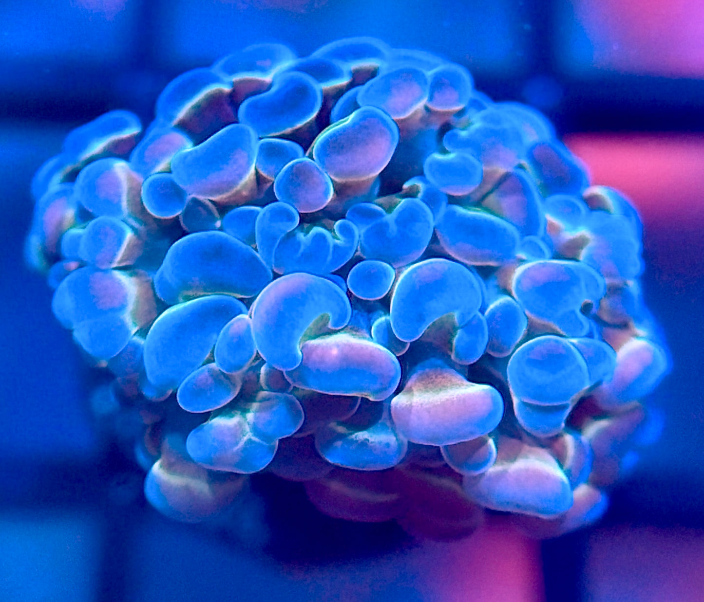 Hologram Hammer