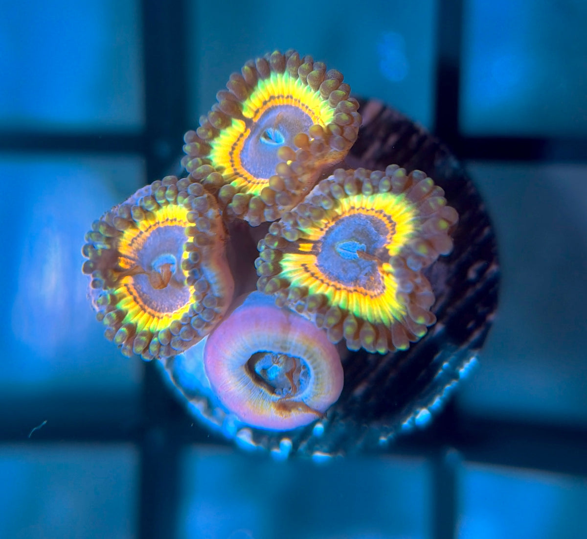 Gravefire Zoas
