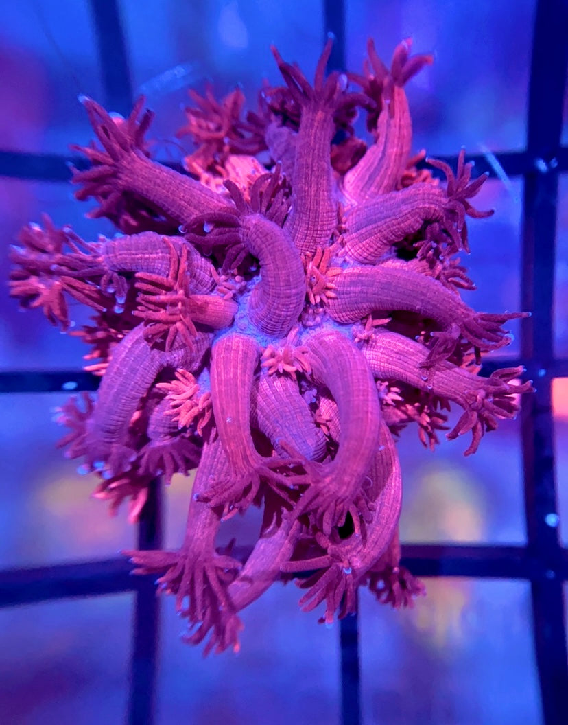 Harley Quinn Grafted Goni