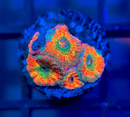 ECC Rainbow Road Micromussa