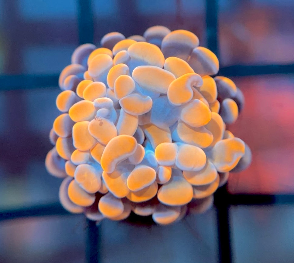 RRG Cinnamon Swirl Hammer