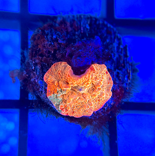 RRG Paint Splatter Jawbreaker