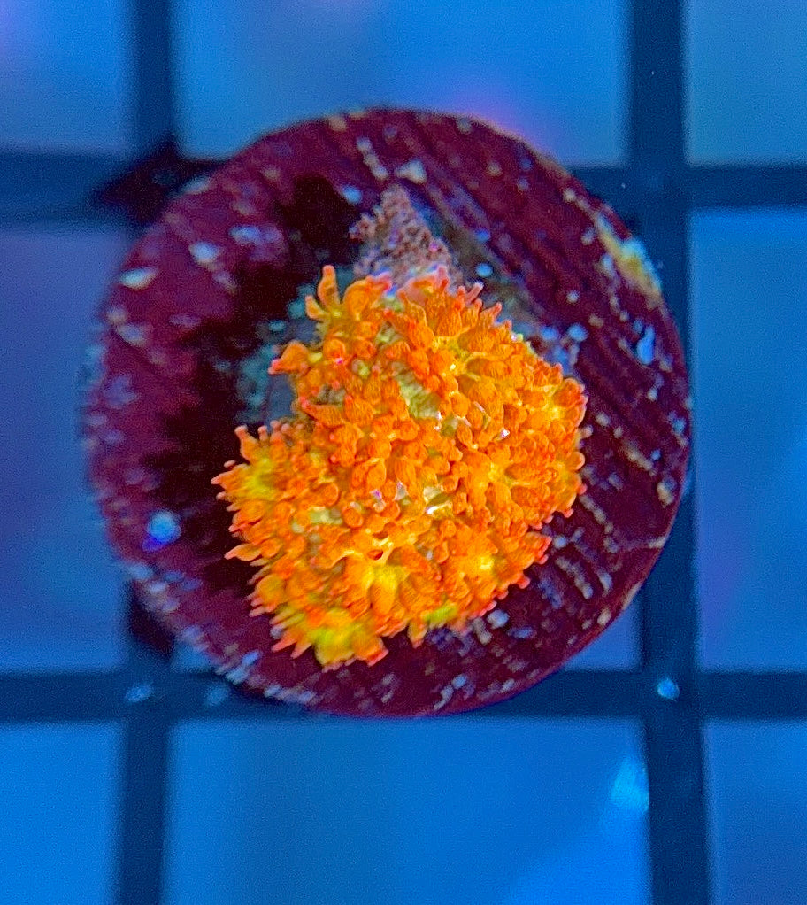 TSA Fairy Dust Glitter Goni