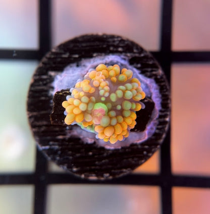 Juicy Fruit Ricordea