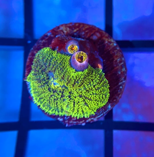 Neon Green Rhodactis