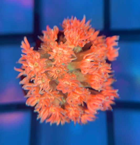 RRG Eternal Flame Goni