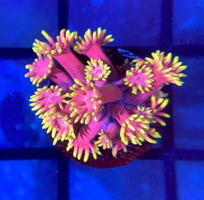 RRG Strawberry Burst Goni