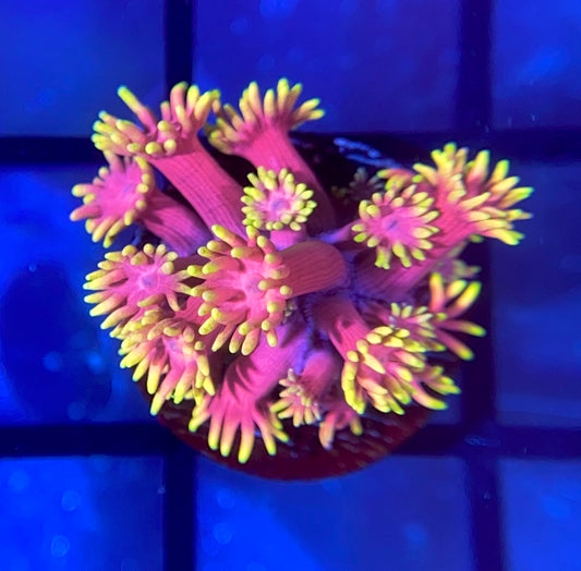 RRG Strawberry Burst Goni