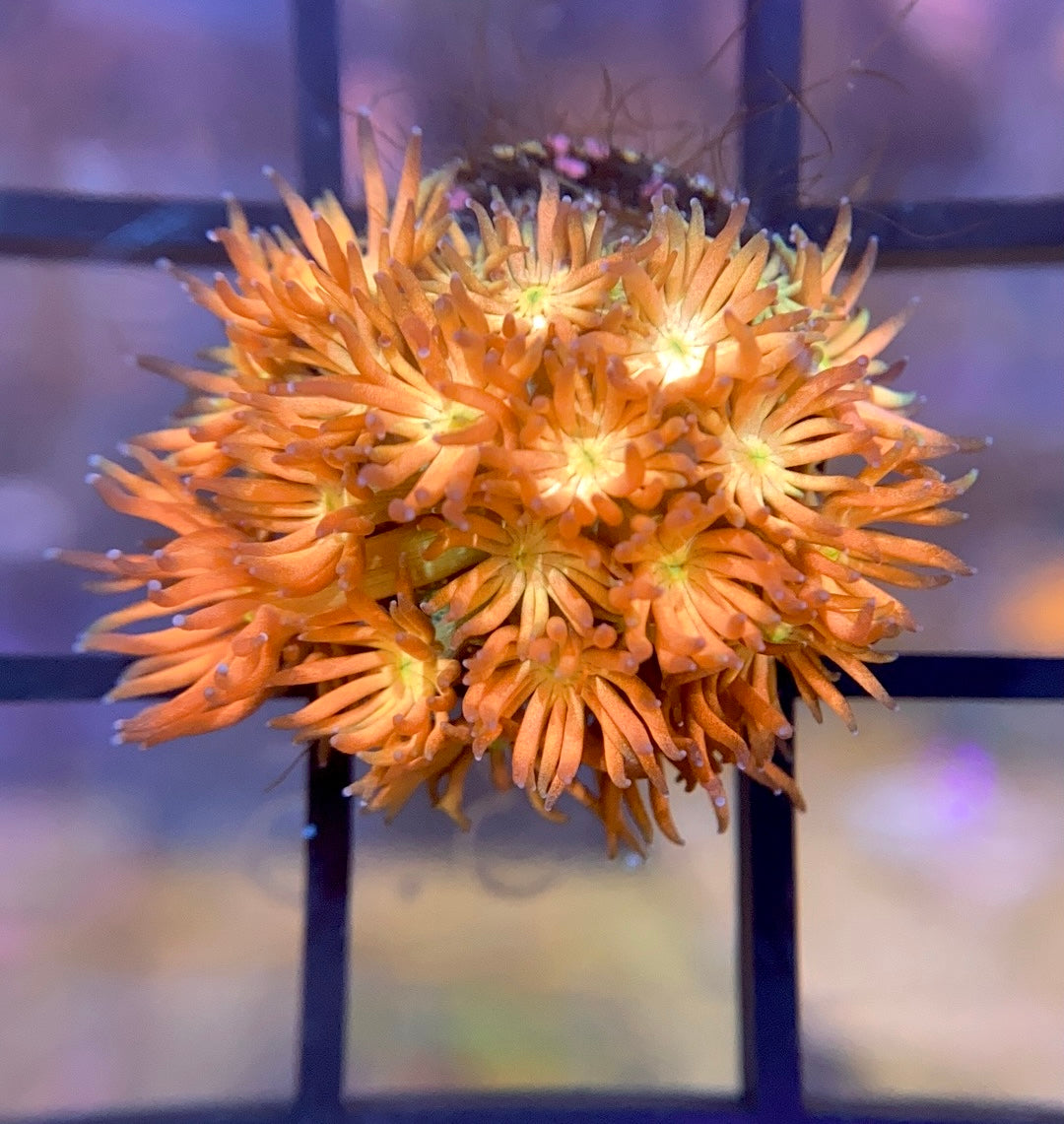 RRG Eternal Flame Goni