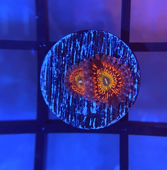 CB Krak Gods Zoas