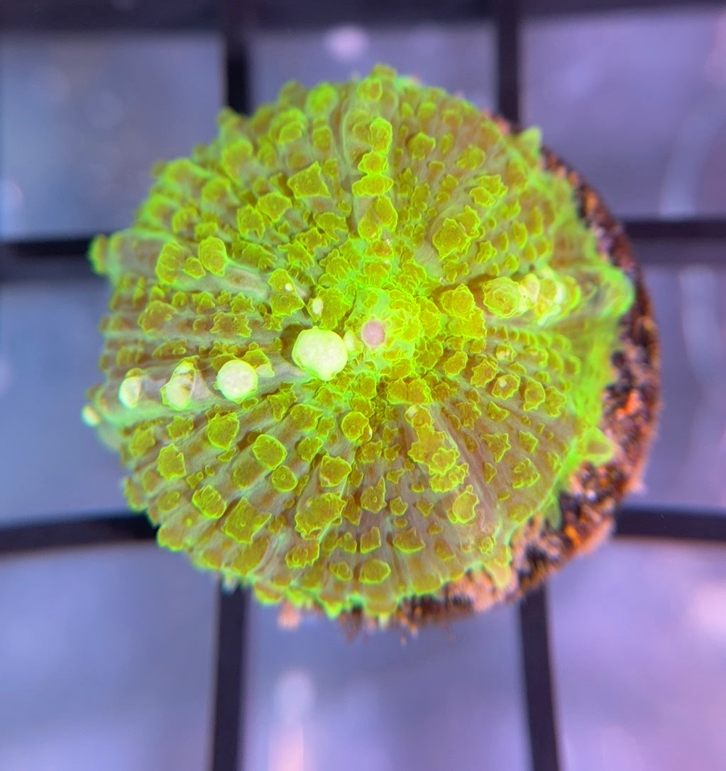 RRG Hulk Bounce Mushroom