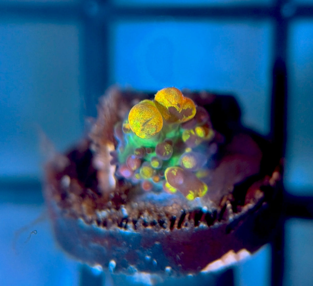 CB Fire Shroom