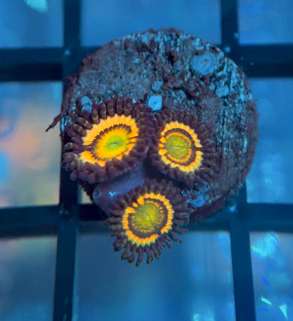 Citrus Cooler Zoas
