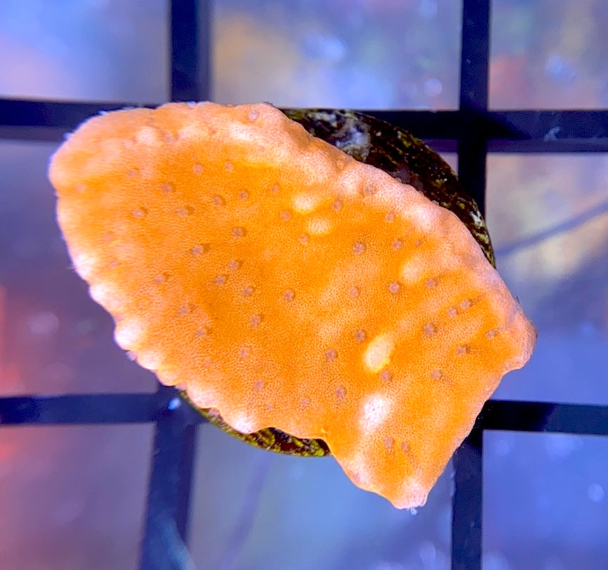 CB Flaming Phoenix Monti