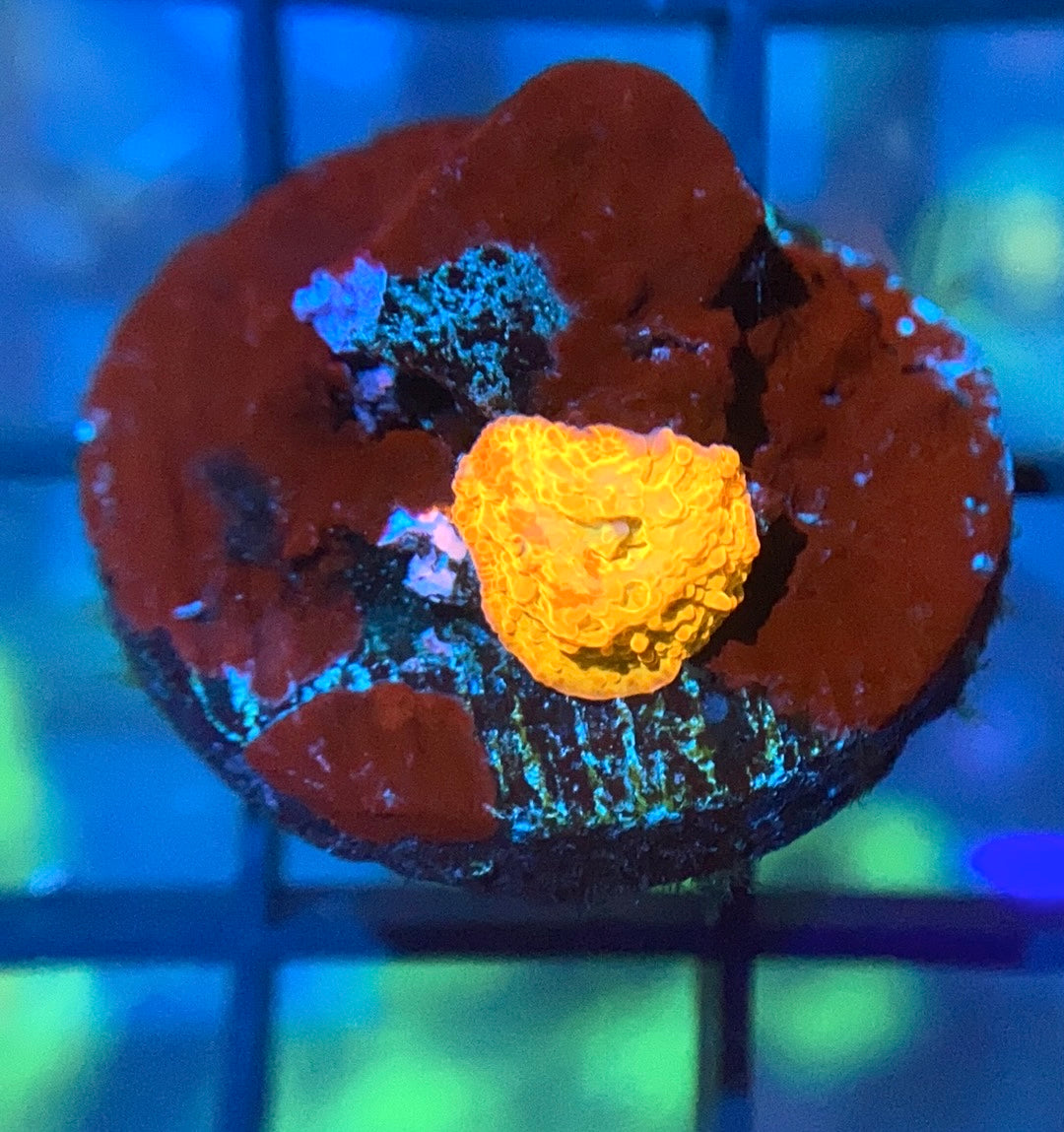 RRG Paint Splatter Jawbreaker