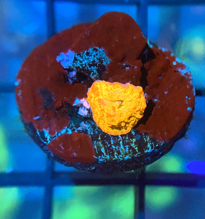 RRG Paint Splatter Jawbreaker