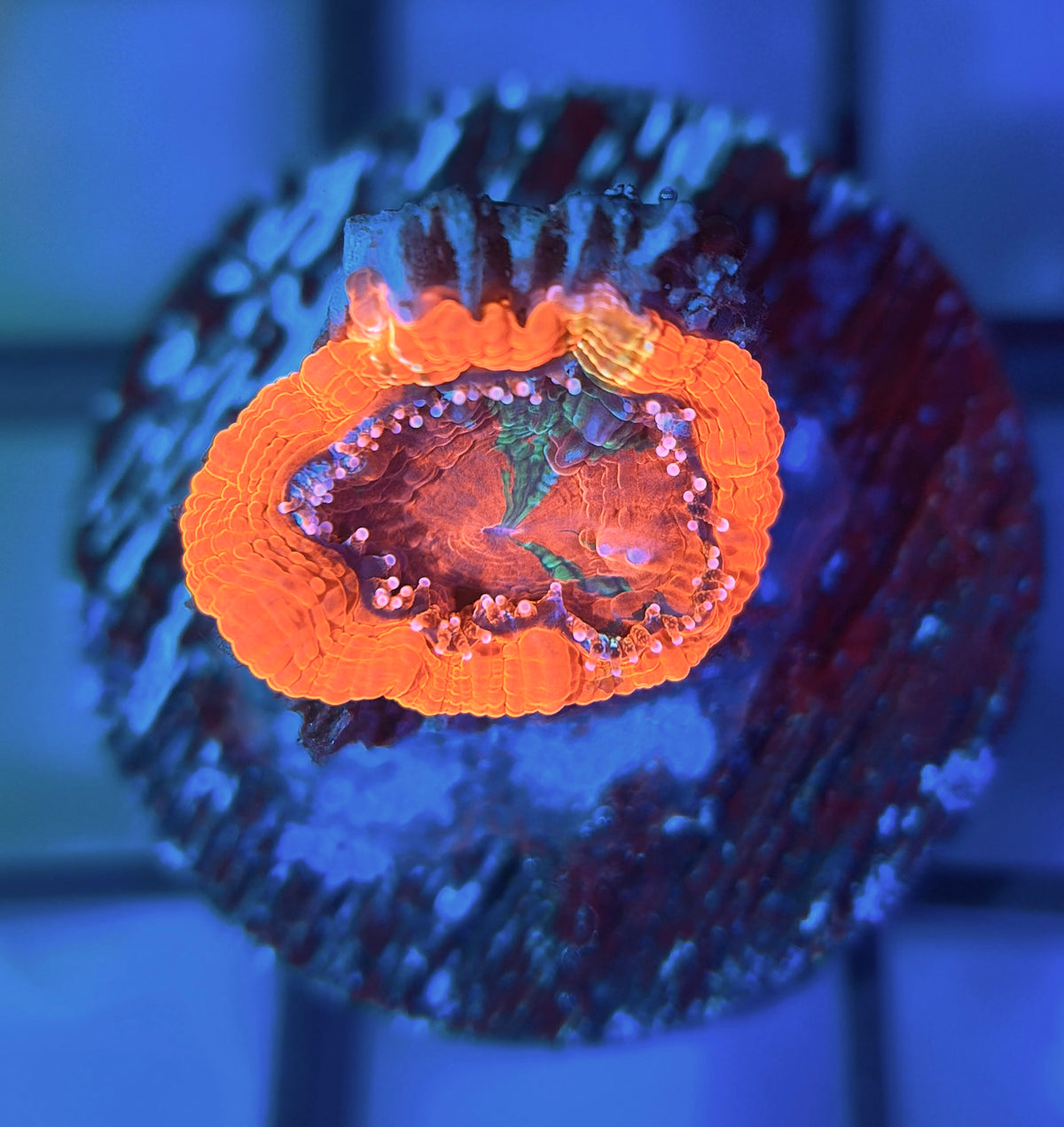 RRG Paint Splatter Master Bower