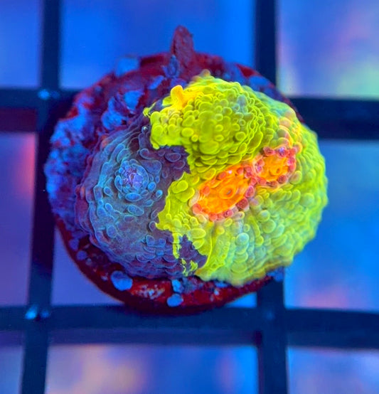 CCA Crayola Meltdown Chalice