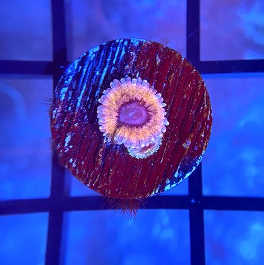 CB White Walker Zoas