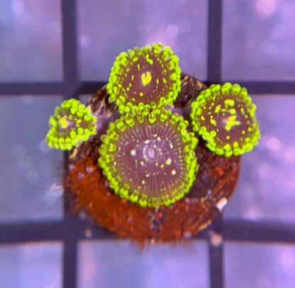 Exosphere Zoas
