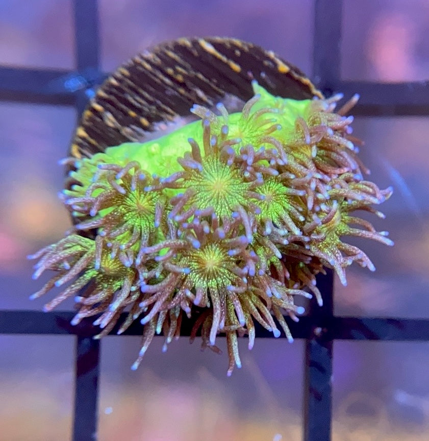 OG Glitter Bomb Goni