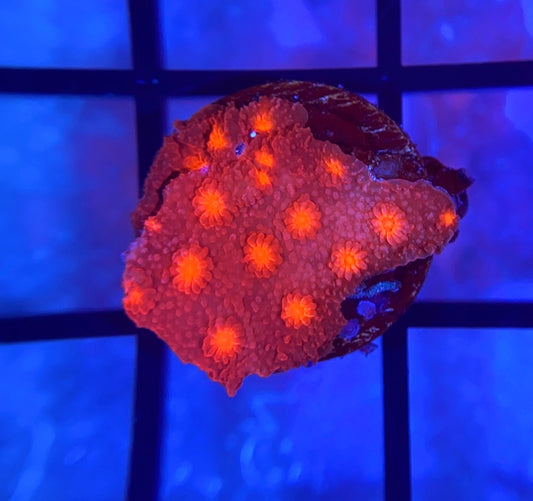 Krakatoa Cyphastrea