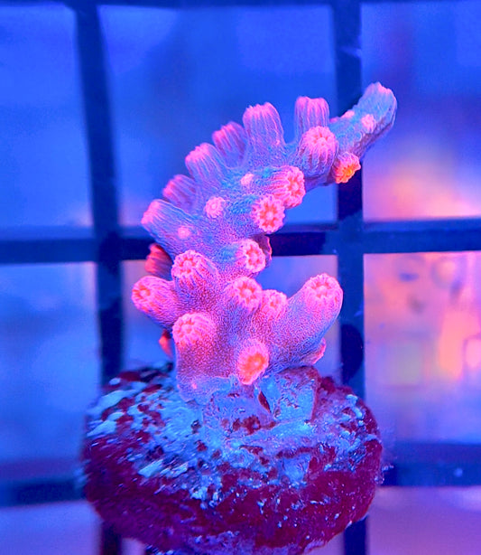 Strawberry Branching Cyphastrea