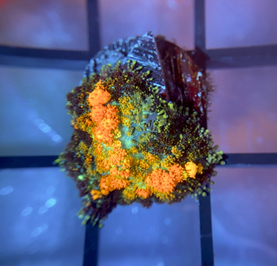 Powerball Bounce Mushroom