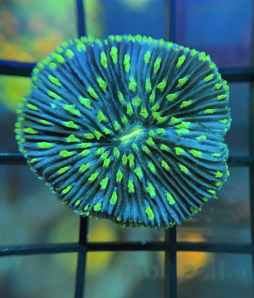 ReefGen Project-X Plate