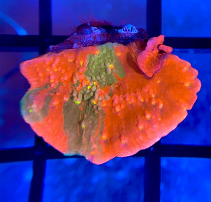 WWC Sunfire Grafted Monti