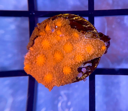 Krakatoa Cyphastrea