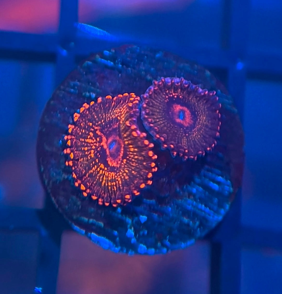 JF Azz Krak Zoas