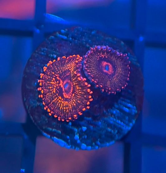 JF Azz Krak Zoas