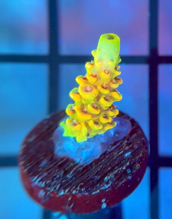 RRC Rainbow Splice Mille