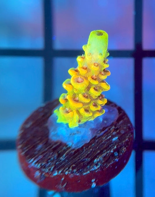 RRC Rainbow Splice Mille