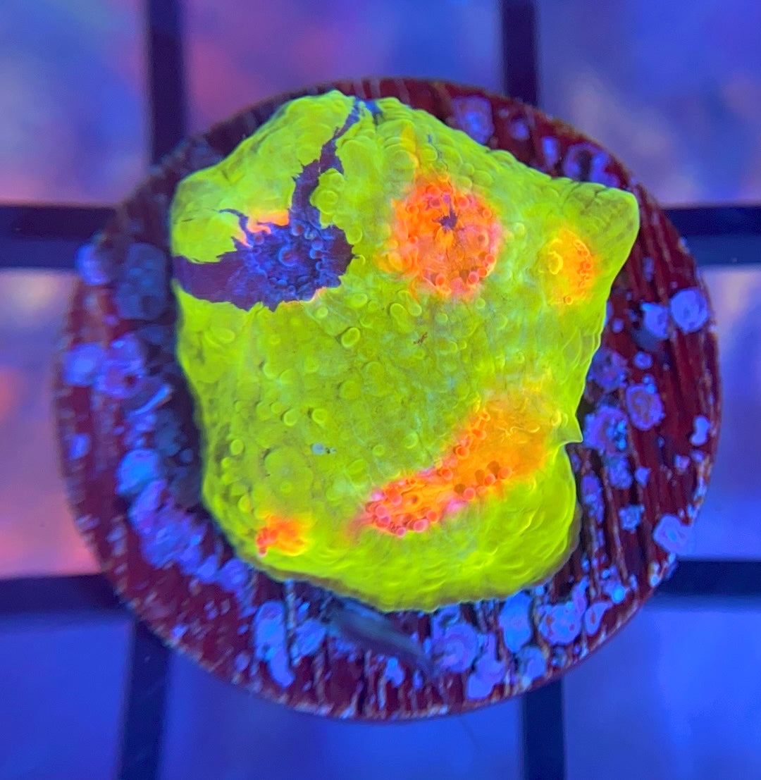 CCA Crayola Meltdown Chalice